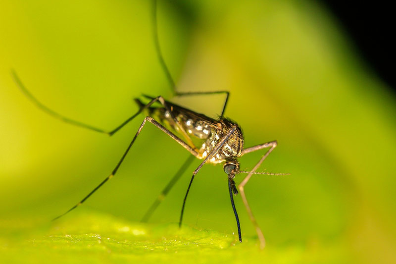 Pharmacie De L Etoile Les Autorites Informent Sur La Proliferation Du Moustique Tigre